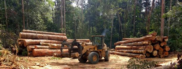 How Our Tree Care Process Works  in  Port Royal, SC